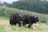 BOUVIER DES FLANDRES 419